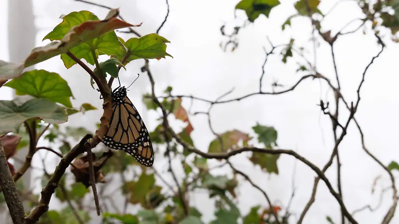 mariposa monarca